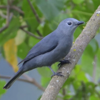 Grey Cuckooshrike